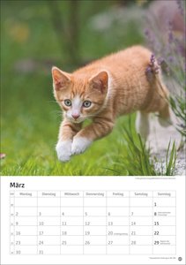 Katzen Kalender 2026