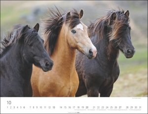 Islandpferde Kalender 2024. Fotokalender mit Porträts der charaktervollen Pferderasse. Großer Wandkalender von Sabine Stuewer. 44x34 cm Querformat