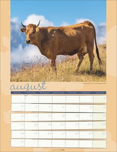 Kuh Kalender 2026