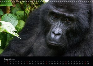 Affengesichter - Primaten in Uganda