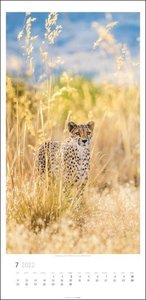 Big Cats Kalender 2022