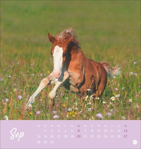 Pferde Postkartenkalender 2026