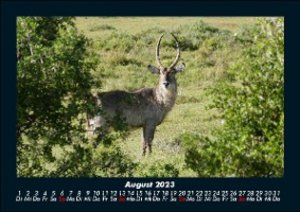 Der Tierkalender 2023 Fotokalender DIN A5