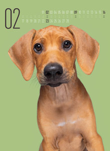 Frei Schnauze - Kalender 2025