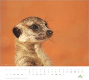 times&more Erdmännchen Bildkalender 2022