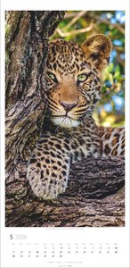 Big Cats Kalender 2026