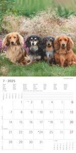 Dackel 2025 - Broschürenkalender 30x30 cm (30x60 geöffnet) - Kalender mit Platz für Notizen - Dachshund - Bildkalender - Wandplaner - Dackelkalender