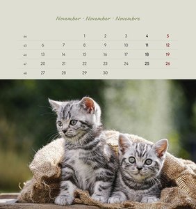 Schmusekatzen 2023 - Postkartenkalender 16x17 cm - Katzen - zum Aufstellen oder Aufhängen - Monatskalendarium - Gadget - Mitbringsel - Alpha Edition