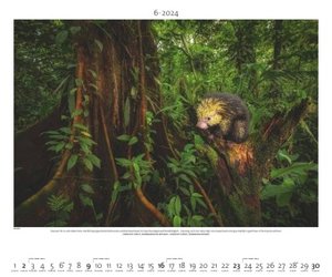 Regenwald 2024 - Bild-Kalender - Poster-Kalender - 60x50