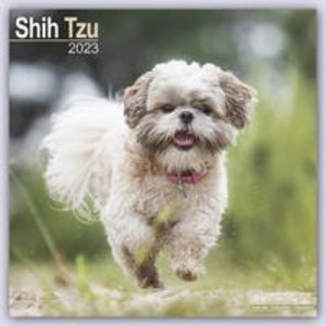 Shih Tzu 2023 - 16-Monatskalender