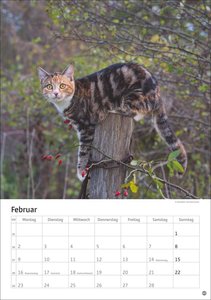 Katzen Kalender 2026