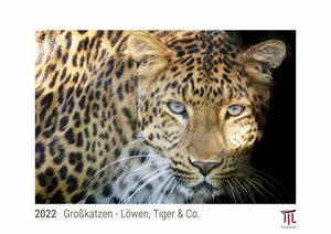 Großkatzen - Löwen, Tiger & Co. 2022 - White Edition - Timokrates Kalender, Wandkalender, Bildkalender - DIN A4 (ca. 30 x 21 cm)