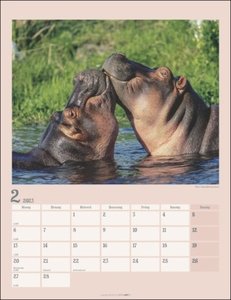 Der kleine Nilpferde-Kalender 2023. Praktischer Posterkalender mit Platz für Termine und tollen Nilpferd-Fotos zum Staunen und Schmunzeln. Foto-Wandplaner 2023.