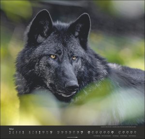 Wölfe. Tierkalender 2024 mit Wolf-Fotos vom bekannten Fotografenpaar Jean-Louis Klein und Marie-Luce Hubert. Foto-Wandkalender mit eindrucksvollen Tier-Aufnahmen. 48x46cm