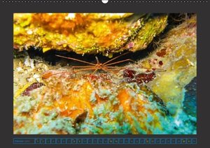 Unterwasserwelt - Das Leben am Korallenriff