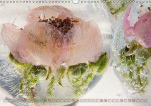 Rosenblüten kristallklar