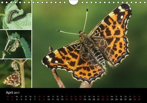 Schmetterlinge - Wunder der Verwandlung