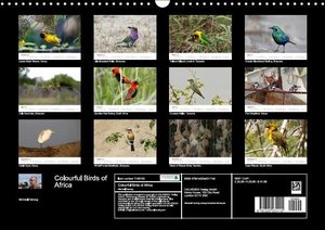 Colourful Birds of Africa (Wall Calendar 2015 DIN A3 Landscape)
