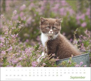 tm Katzen Bildkalender 2024. Süße Samtpfoten im Wandkalender 2024. Kalender für Katzenfans - jeden Monat ein Hingucker. Hochwertiger Fotokalender im Format 30 x 27 cm.