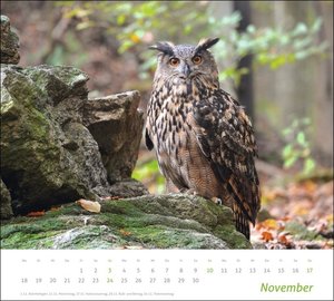 Heimische Tiere Bildkalender 2024. In diesem dekorativen Kalender finden sich die Bewohner heimischer Wiesen und Wälder. Ein Wandkalender 2024 mit hochwertigen Tierfotos.
