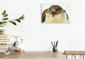 Premium Textil-Leinwand 45 cm x 30 cm quer Koenigsraufussbussard - Buteo regalis