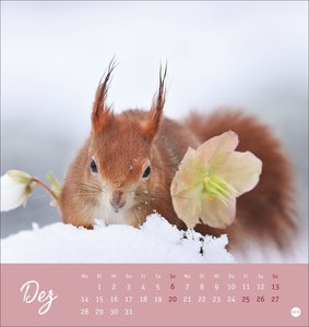 Eichhörnchen Postkartenkalender 2026