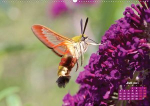 GEOclick Lernkalender: Porträts einheimischer Schmetterlinge (Wandkalender 2021 DIN A2 quer)