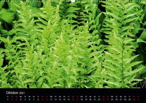Farne - Filigrane Schönheiten (Wandkalender 2021 DIN A2 quer)