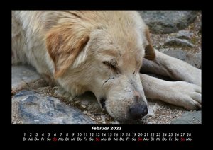 Haustierkalender 2022 Fotokalender DIN A3