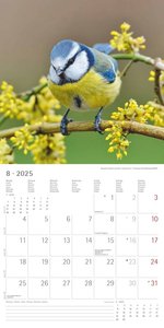 Alpha Edition - Vögel 2025 Broschürenkalender, 30x30cm, Wandkalender mit Platz für Notizen und Termine, beeindruckende Vögel-Motive, Monatsübersicht und Ferientermine DE/AT/CH