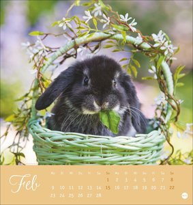 Süße Kaninchen Postkartenkalender 2026