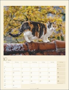 Katzen auf dem Lande Kalender 2023. Süße Kätzchen in ländlicher Idylle: Ein Fotokalender zum Dahinschmelzen. Großer Wandkalender für alle Fans der Stubentiger.