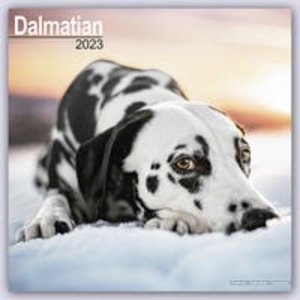 Dalmatian - Dalmatiner 2023 - 16-Monatskalender