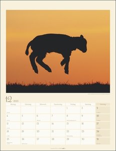 Schäfchen Kalender 2023. Süßer Fotokalender im Großformat. Flauschige Schäfchen in einem Posterkalender voll ländlicher Idylle. Großer Wandkalender 2023.