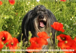 Tibet Terrier Theo