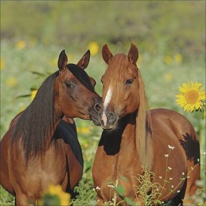 Horses 2025