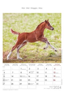 Pferde 2024 - Bildkalender 23,7x34 cm - Kalender mit Platz für Notizen - mit vielen Zusatzinformationen - Horses - Wandkalender - Alpha Edition
