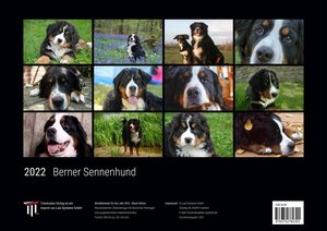 Berner Sennenhund 2022 - Black Edition - Timokrates Kalender, Wandkalender, Bildkalender - DIN A3 (42 x 30 cm)
