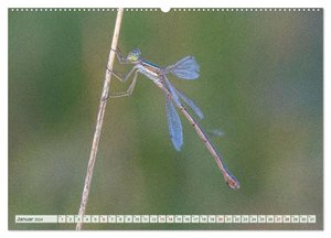Farbenvolle Pracht der Libellen (Wandkalender 2024 DIN A2 quer), CALVENDO Monatskalender