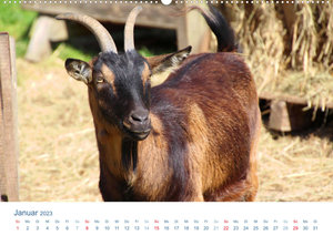Tierisches Leben auf dem Bauernhof 2023 (Wandkalender 2023 DIN A2 quer)