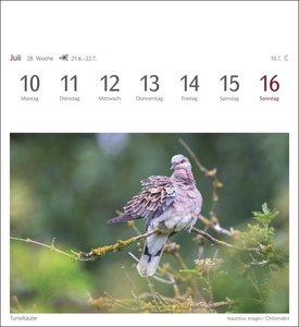 Heimische Vögel Postkartenkalender 2023. Wochenkalender im Postkartenformat mit Vogelporträts. Kleiner Kalender mit wöchentlich neuen Postkarten zum Sammeln und Verschicken.
