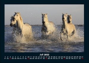 Pferde Kalender 2022 Fotokalender DIN A4