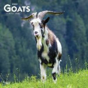 Goats 2023 Square