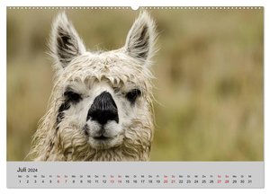 Unter Lamas und Alpakas (hochwertiger Premium Wandkalender 2024 DIN A2 quer), Kunstdruck in Hochglanz
