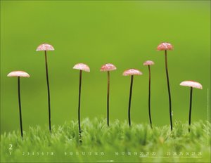 Wunderwelt der Pilze  2026