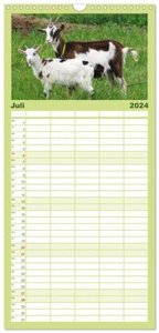 Familienplaner 2024 - Wer zickt denn da? Mit Ziegen durchs Jahr mit 5 Spalten (Wandkalender, 21 x 45 cm) CALVENDO