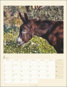 Esel-Kalender 2023. Jahres-Wandkalender 2023 mit Fotos von Jean-Louis Klein und Marie-Luce Hubert. Tierkalender mit süßen Eselfotos. Planer mit Platz zum Eintragen. Hochformat 30x39 cm