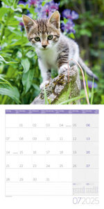 Katzen Kalender 2025 - 30x30