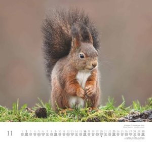 Geliebte Eichhörnchen 2025 - DUMONT Wandkalender - mit den wichtigsten Feiertagen - Format 38,0 x 35,5 cm
