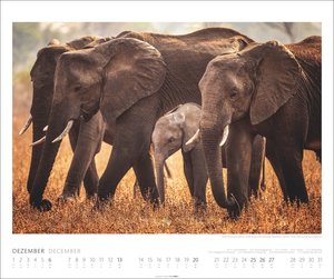 Elefanten Kalender 2026